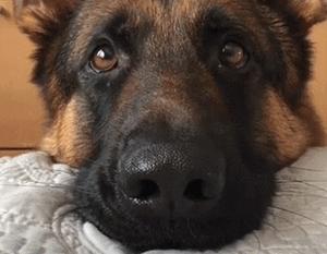 狗在家里闹怎么办,我家狗在外边流浪了两个月