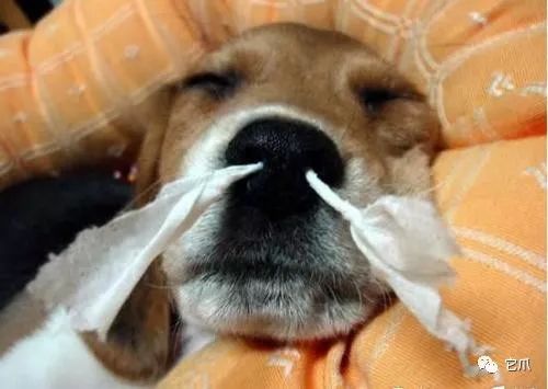 狗狗脚趾炎会传染另一只狗狗吗,人感冒会传染狗狗吗