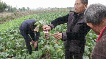 菜的肿瘤根怎么防治,菜根长肿瘤怎么办