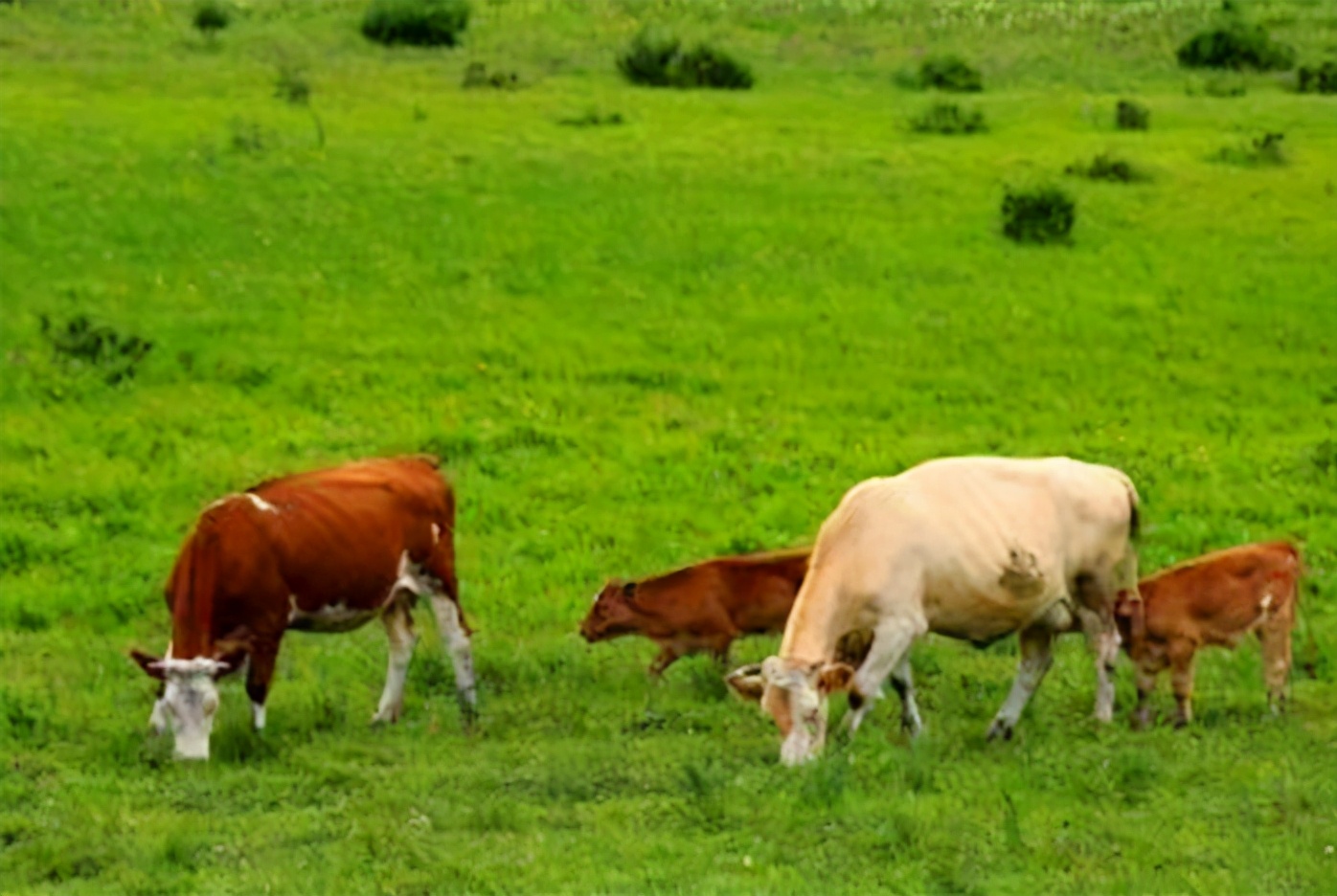 牛不吃草得什么病,病好的牛不吃草怎么办