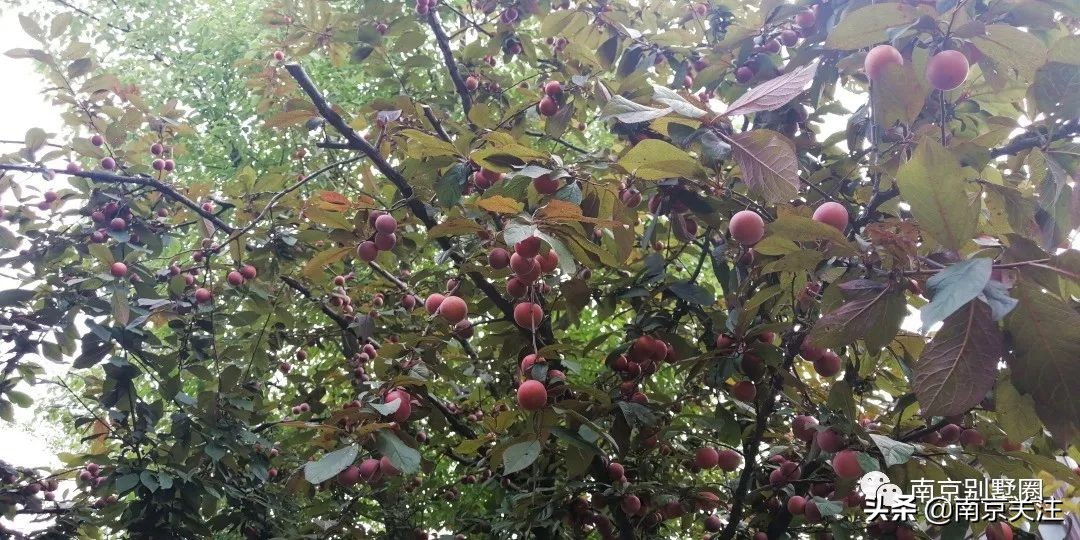 南京首开新项目房价,南京山居温泉楼盘