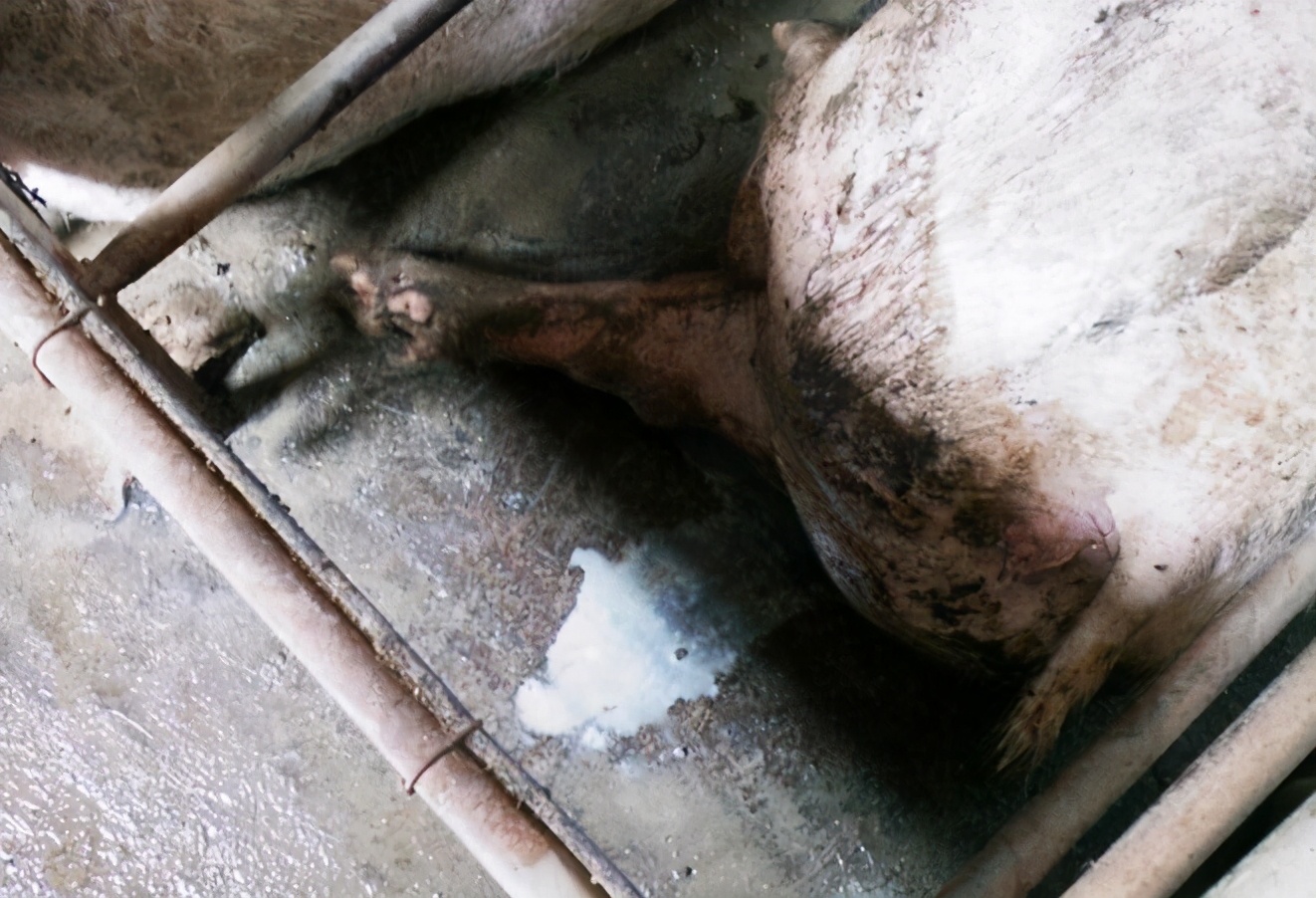 母猪产后容易遭受的2大疾病必看,母猪常见产后疾病的治疗原则