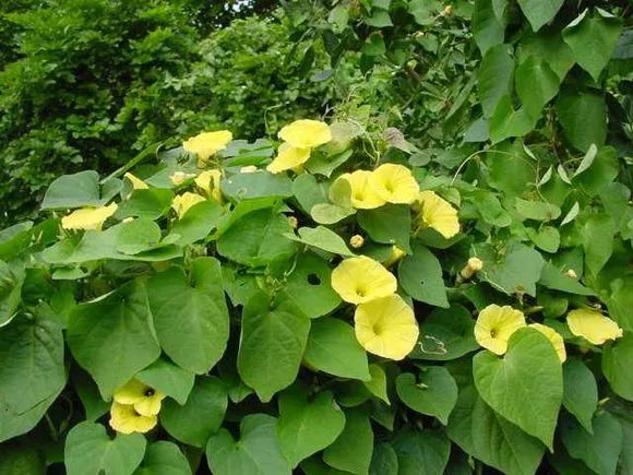 牵牛花到处游,牵牛花随便种