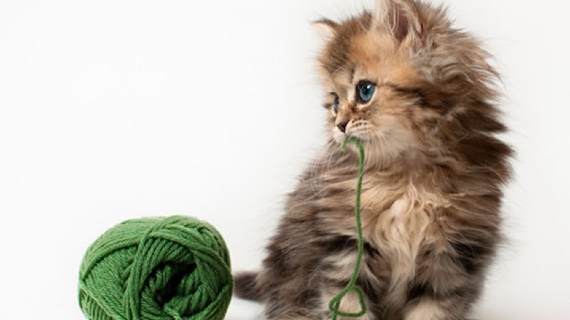 人误食了宠物零食怎么办,宠物误食异物需要拍片吗