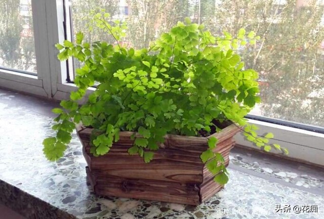 铁线蕨枯死？别着急，剪下几片叶子，1个月变成小森林