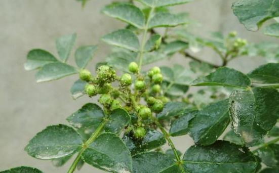 花椒防止蚜虫用什么药最好,花椒防止蚜虫的方法有哪些