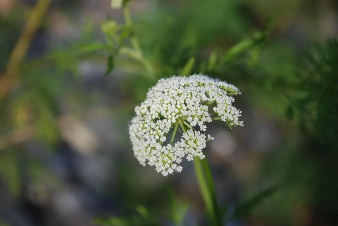 冬天常见中药植物图片及功效,花期长的草本植物图片