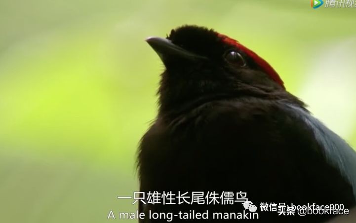 你这个坏怂，尽显渣之本色