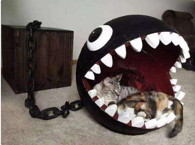 猫最好用什么猫窝,各种猫窝的视频大全