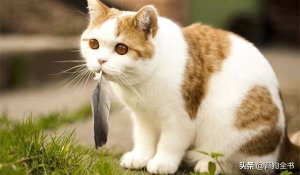 新手养猫必须要懂的几种行为,养猫新手一百条养猫常识