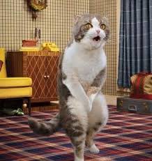 猫咪一直放屁怎么缓解,猫咪放屁怎么解决