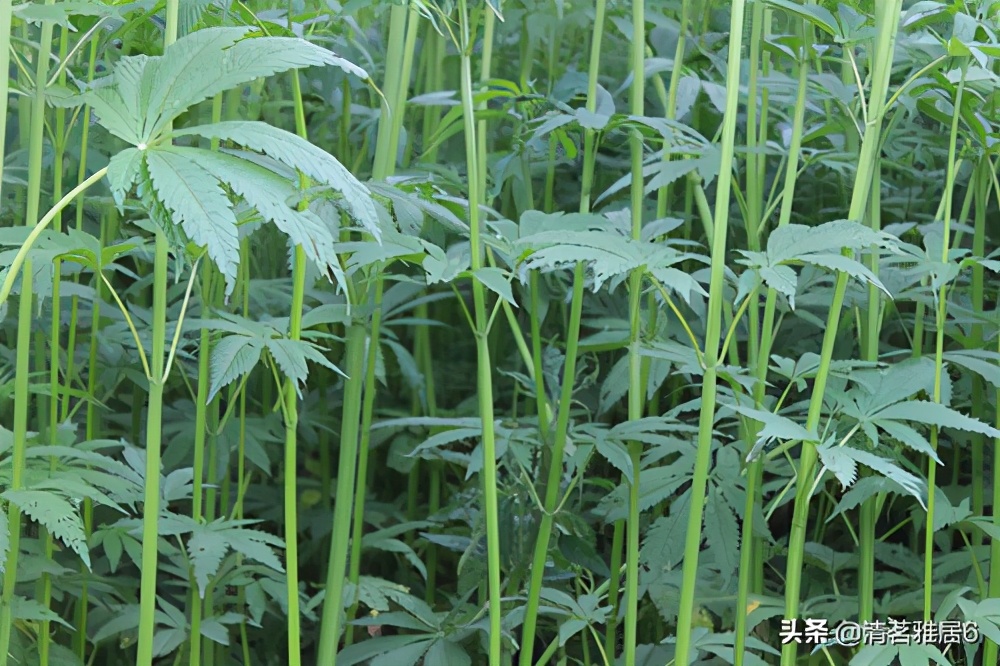 儿时穿的鞋,小时候做鞋的材料