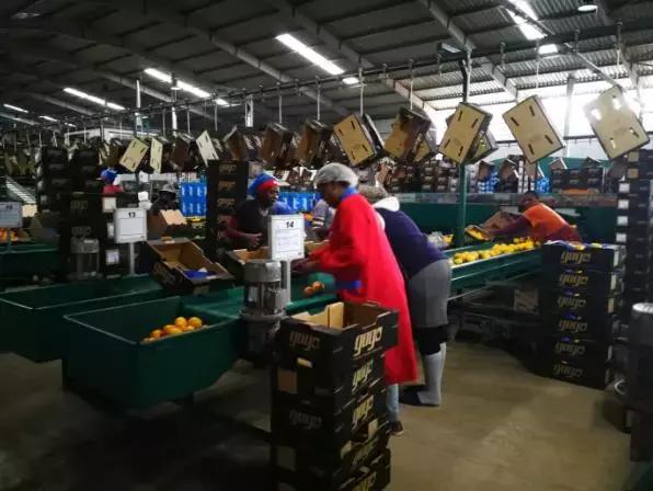 开百果园这样的水果店怎么选址,1400多家门店的水果连锁店百果园