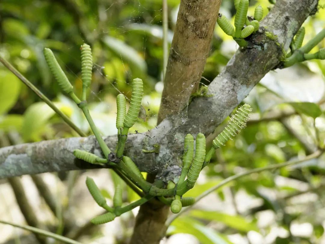 这种植物花不是花，果不是果，但还挺好吃