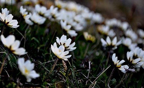猛犸象灭绝时间之谜,猛犸象是在冰河时期灭绝的吗