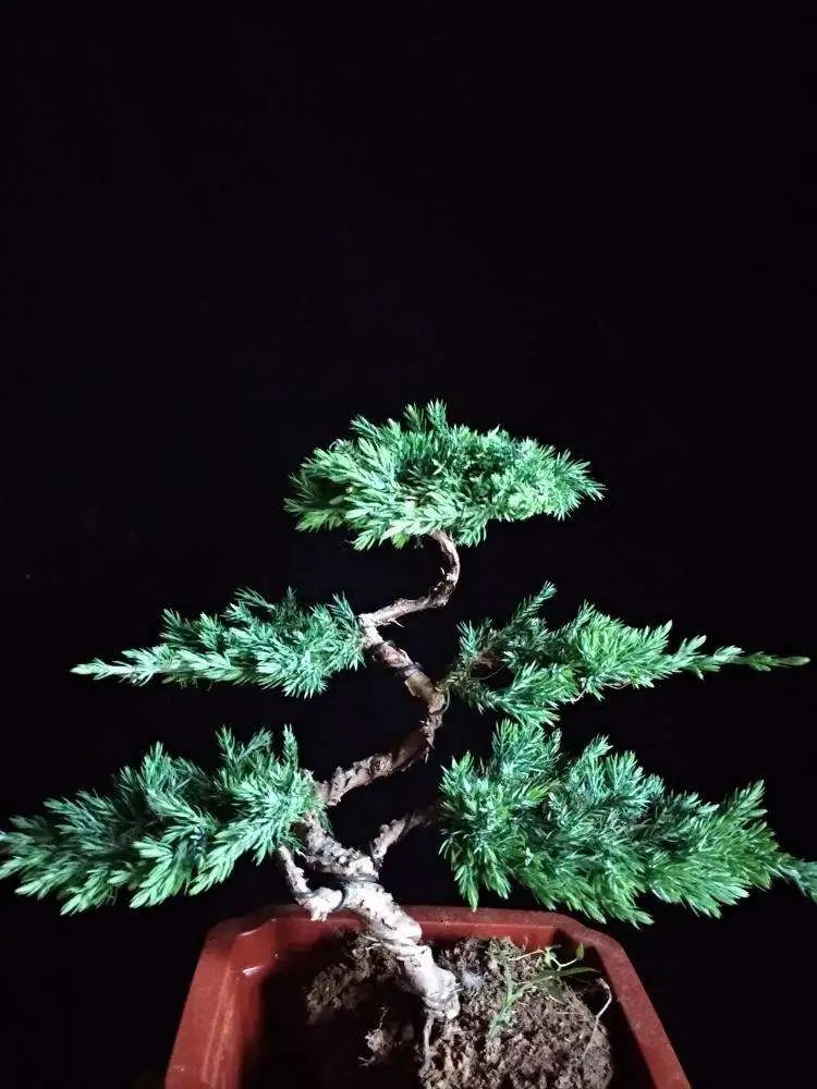 盆景地柏叶片怎么造型,造型盆景怎么养护