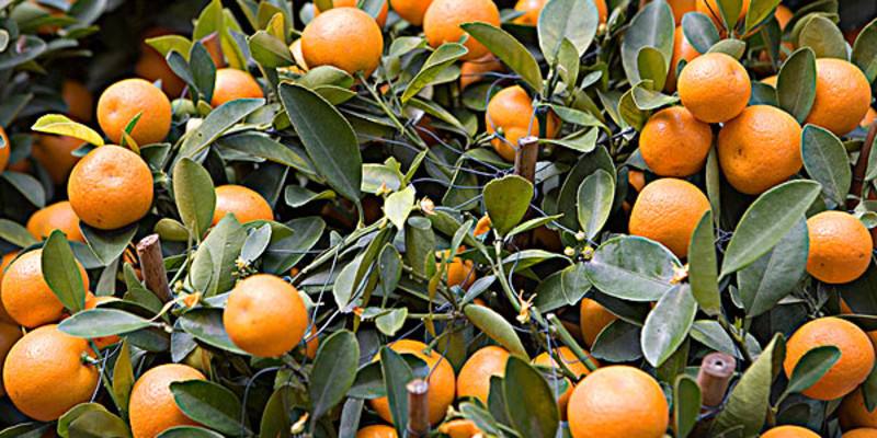 大家好，我叫上高，这是我的简历，以后多多关照