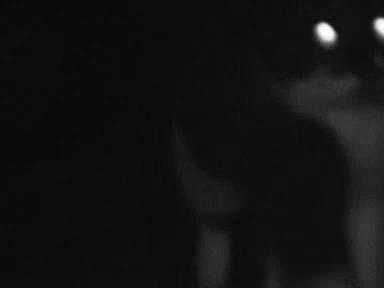 这9个猫界冷知识，你知道么？