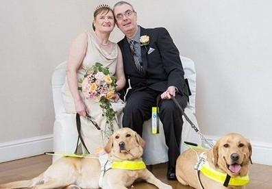 紫心勋章导盲犬,导盲犬没有勋章的视频