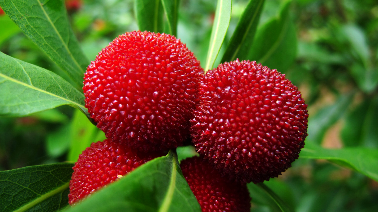 容易起虫的水果,什么水果最容易吃出虫