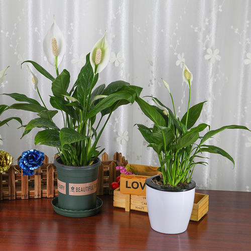 花店揭秘花卉的“*局骗**”，十有八九都上过当