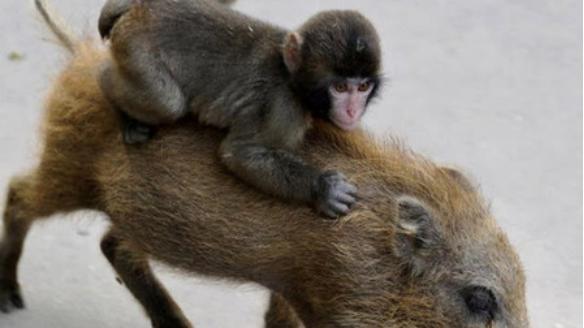 非洲人训练猴子抓野猪，看见野猪直接放猴子，画面简直笑到肚子疼