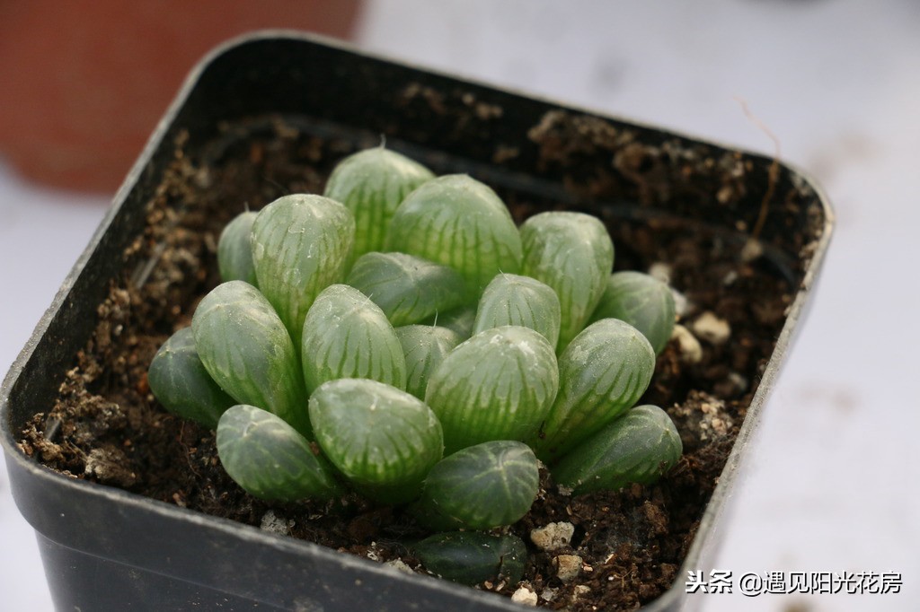 如何把多肉玉露养光滑,多肉姬玉露用什么土养