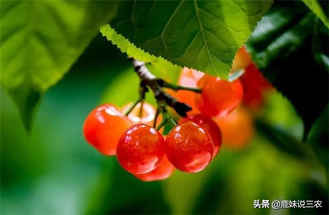 樱桃没熟裂口是什么原因,樱桃熟了怎么补救最快