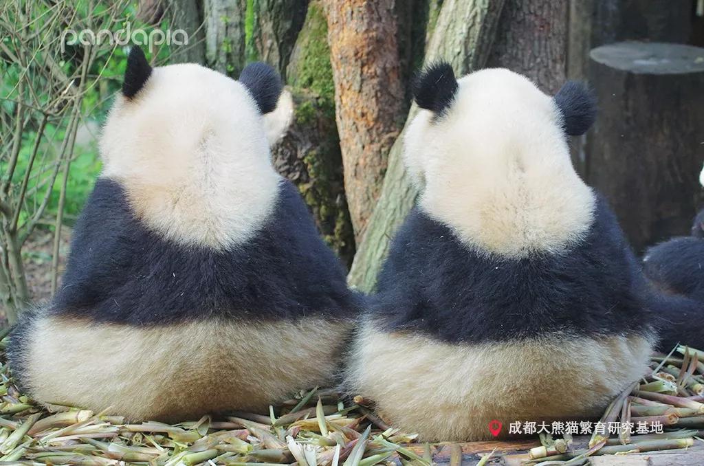 四川熊猫麻将怎么才能赢,打熊猫麻将的诀窍