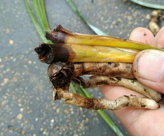 养兰花根腐,夏天兰花预防茎腐和软腐用什么药