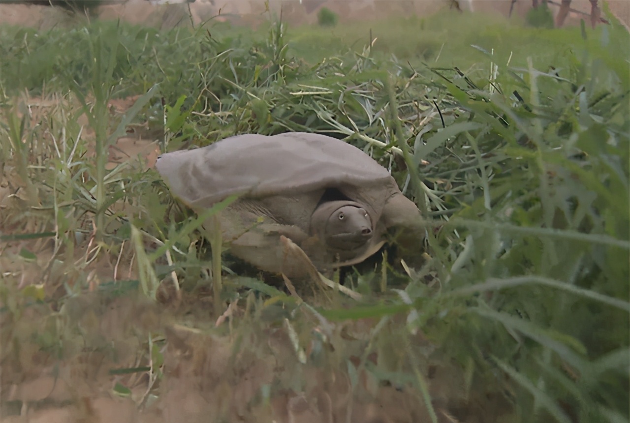 大棚养殖老鳖,大棚养鳖技术