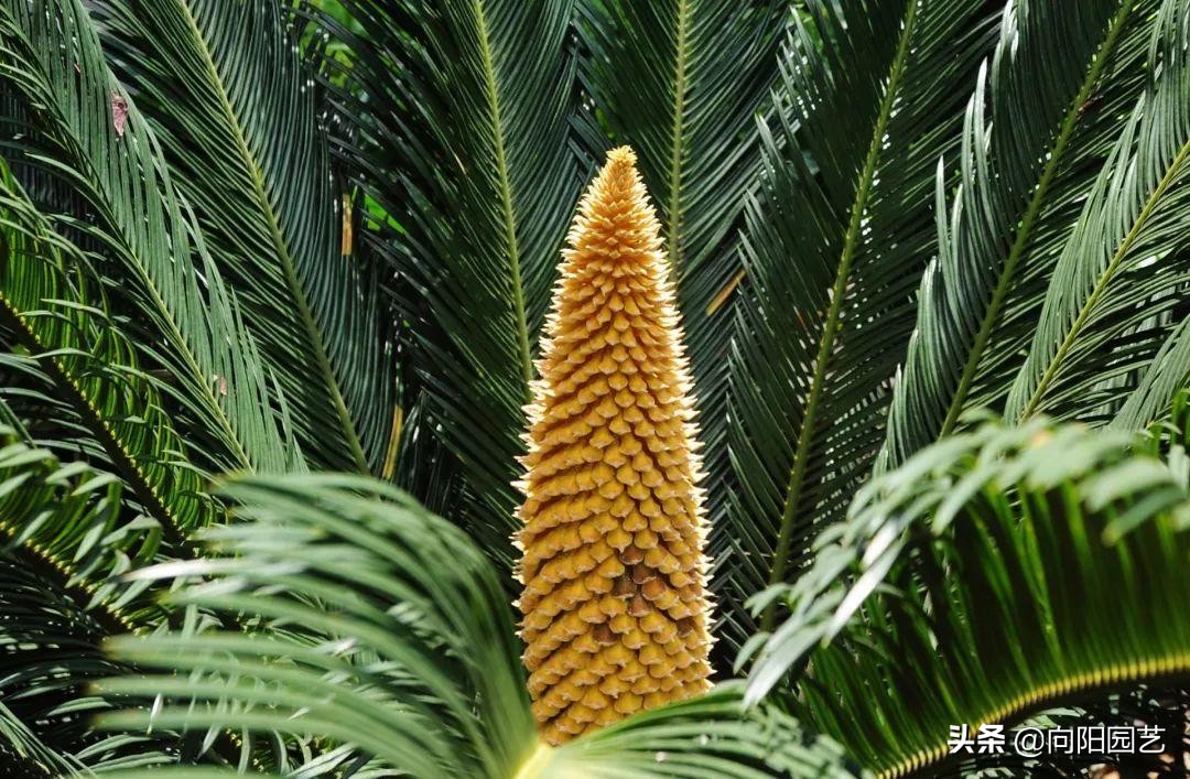 侏罗纪时代的绿植，霸王龙的零食，活了1亿7000万年，它就是铁树