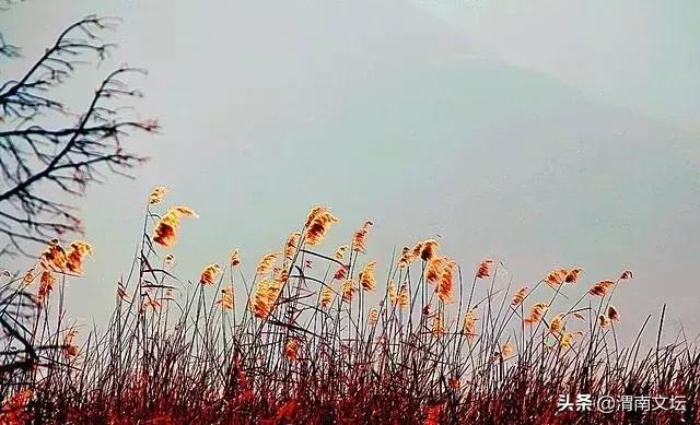 闫芙蓉陕西,渭南文坛