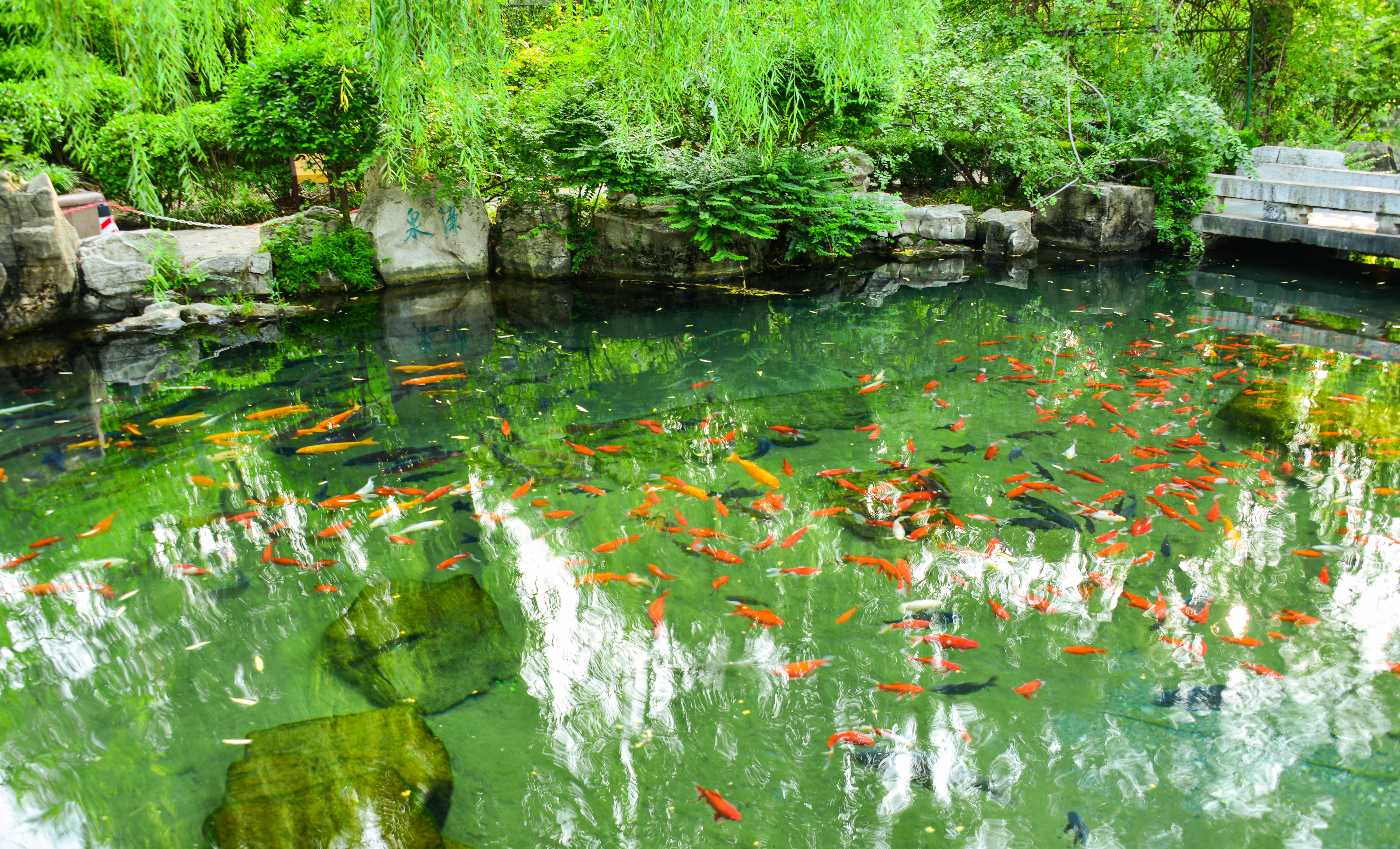 济南七十二名泉之水帘泉,济南七十二名泉之晓露泉在哪里