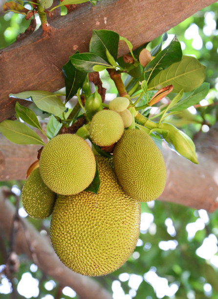 菠萝蜜知识科普 (好的菠萝蜜是什么样子的呢)