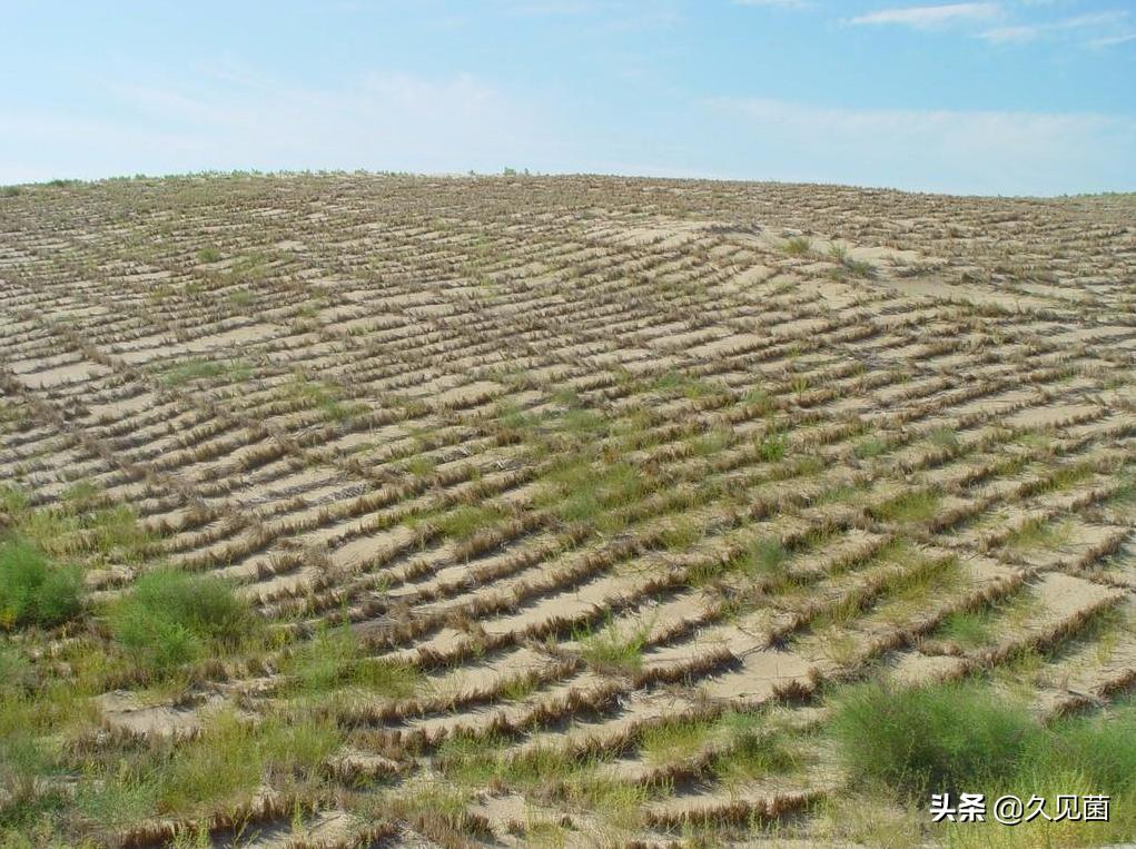 中国人改造沙漠的能力,中国人把沙漠变成绿洲