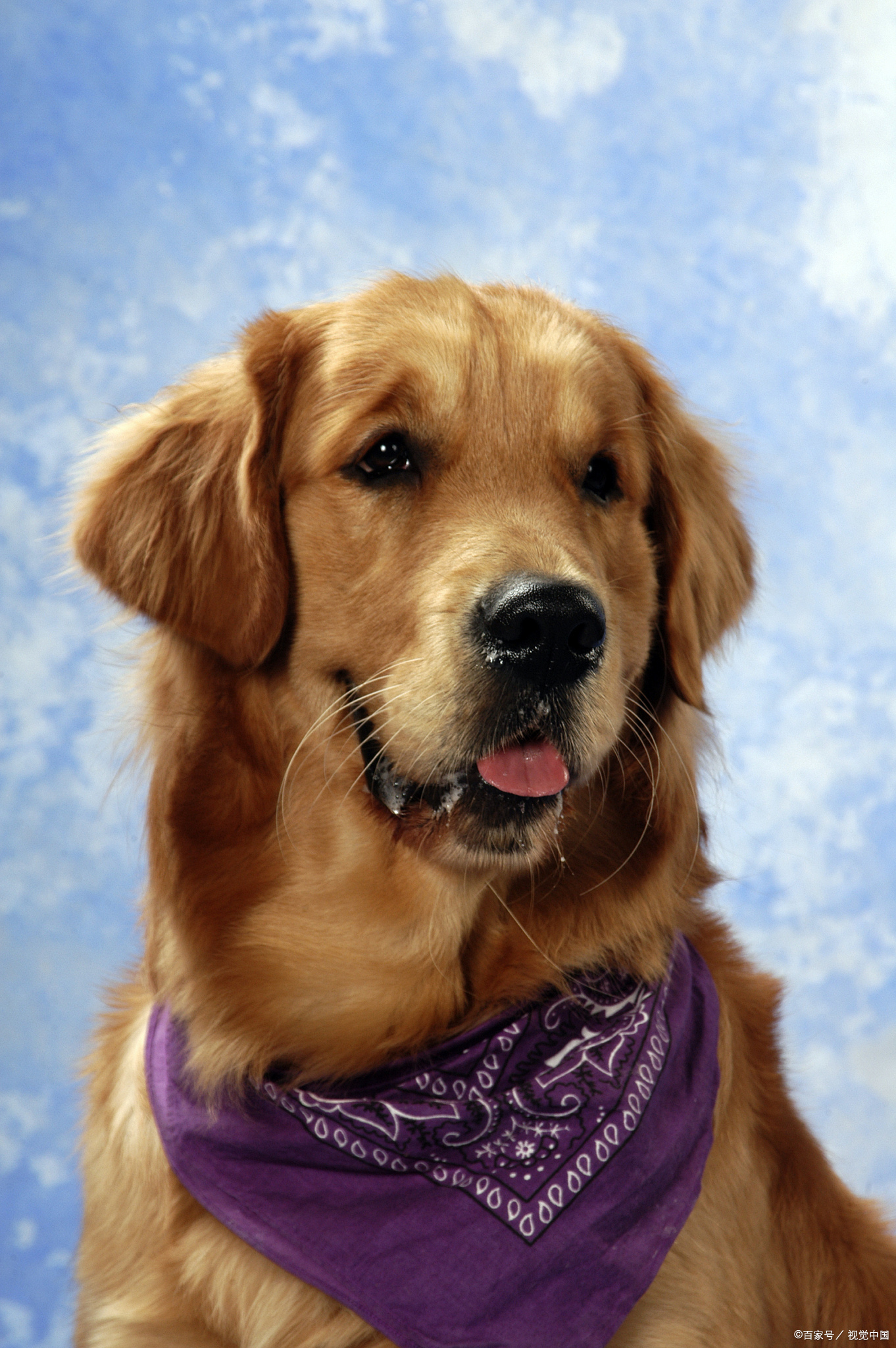 英语作文我的狗狗带翻译,我家的狗狗英语作文