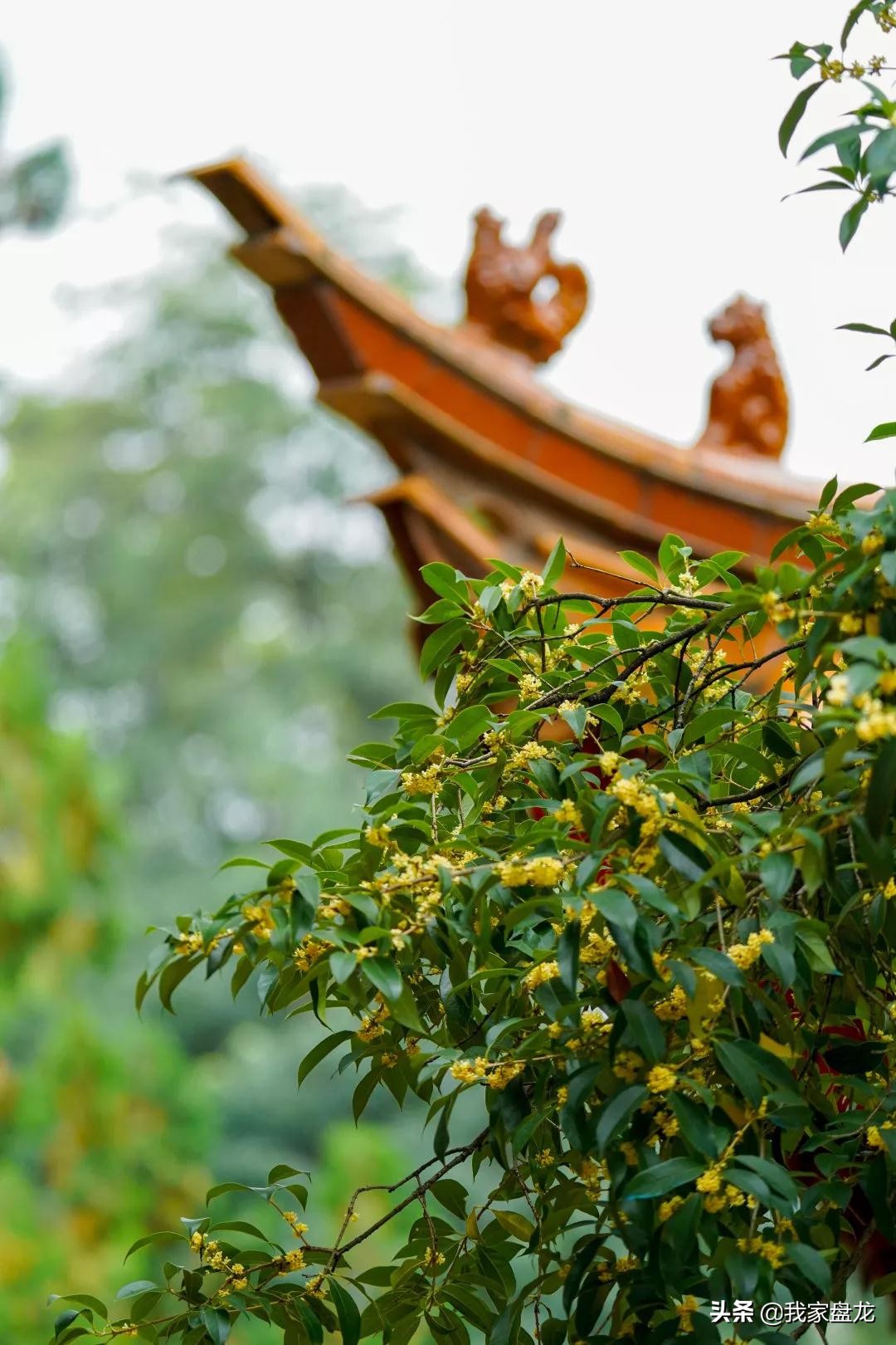 在盘龙的桂花香里，亲吻这个秋天|黑龙潭公园美图大赏