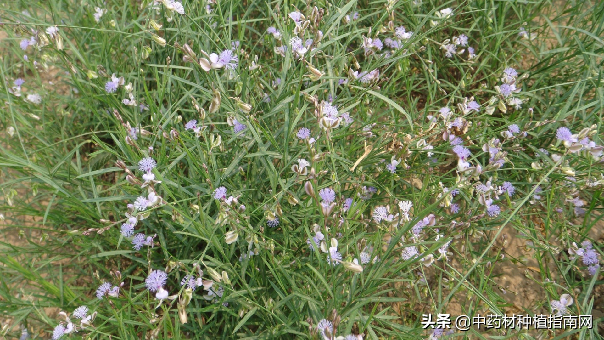 中药材的市场行情及种植品种,中药材网2022年中药材上涨品种