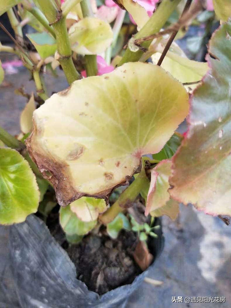 四季秋海棠怎么养护和管理,四季海棠初春烂叶怎么养殖