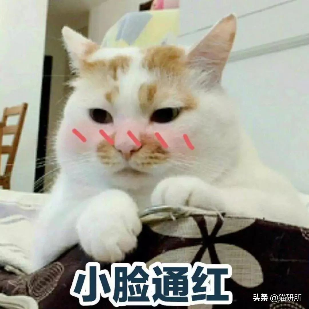 止泻药和猫砂,猫砂是止泻药吗