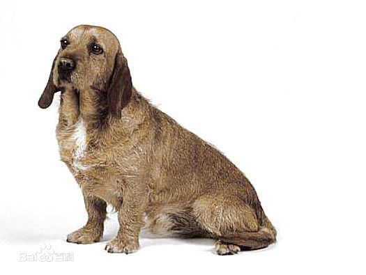 不掉毛无体味性格温顺的小型犬,宠物狗大全表