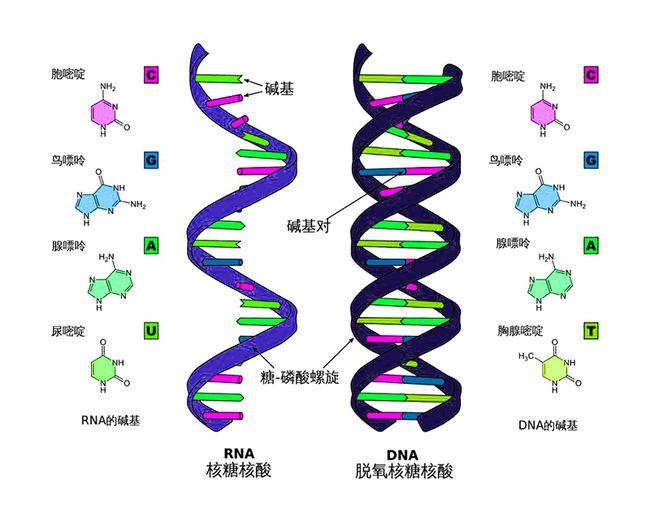 日本基因突变双头龟,双头龟是基因突变吗