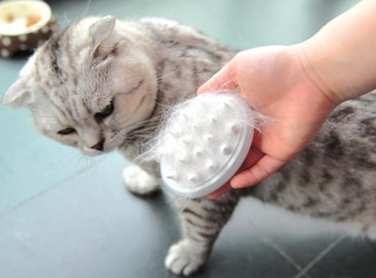 月亮睡了你不睡，你是秃头小宝贝！为啥猫咪每天熬夜没见秃头呢？