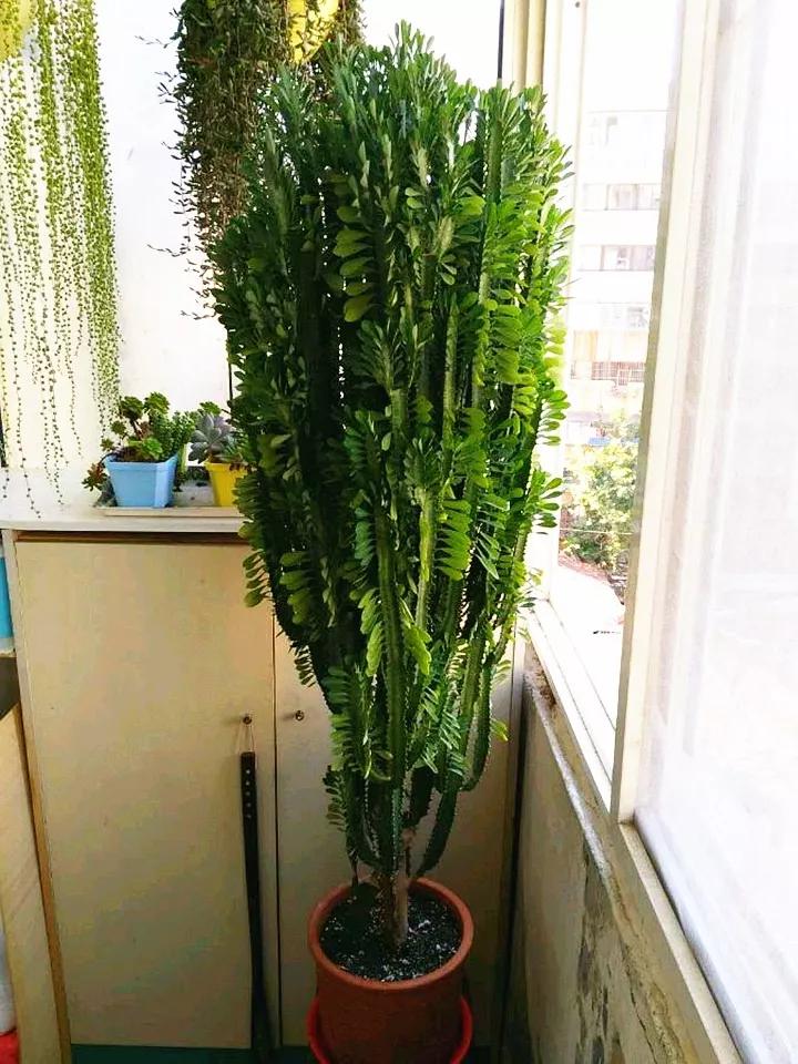 什么花放在家里最好看最实用,放家里风水好又好养的花有哪些