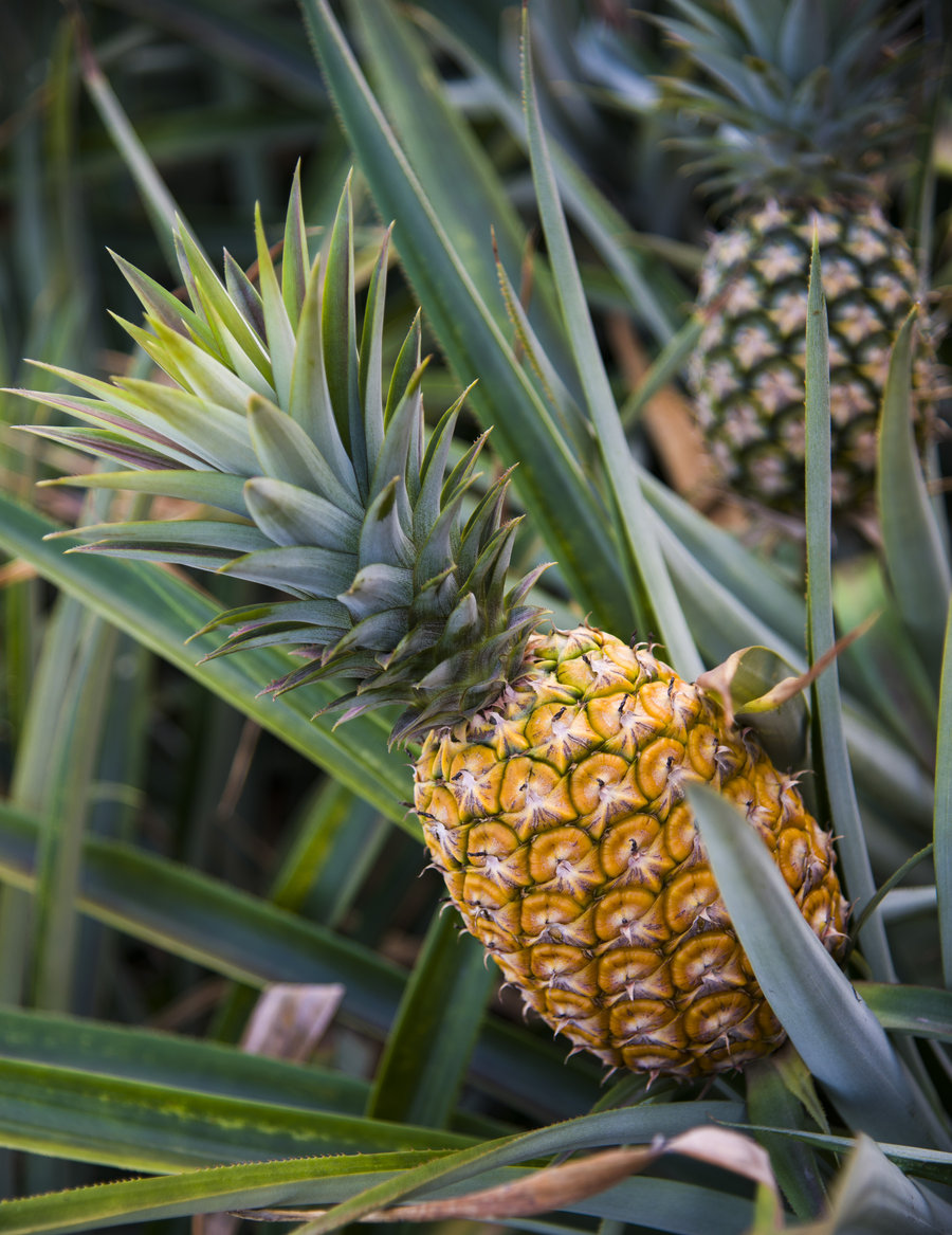 你属于什么水果？我是西瓜