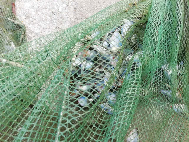 儿时捞起来就扔，钓鱼人最讨厌它，俗称“屎光皮”，现在却很值钱