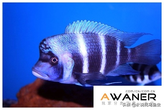 慈鲷鱼分类,慈鲷科鱼都是包括哪几种