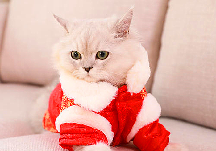 猫咪外出需要准备什么,春节留守猫咪的喂养攻略