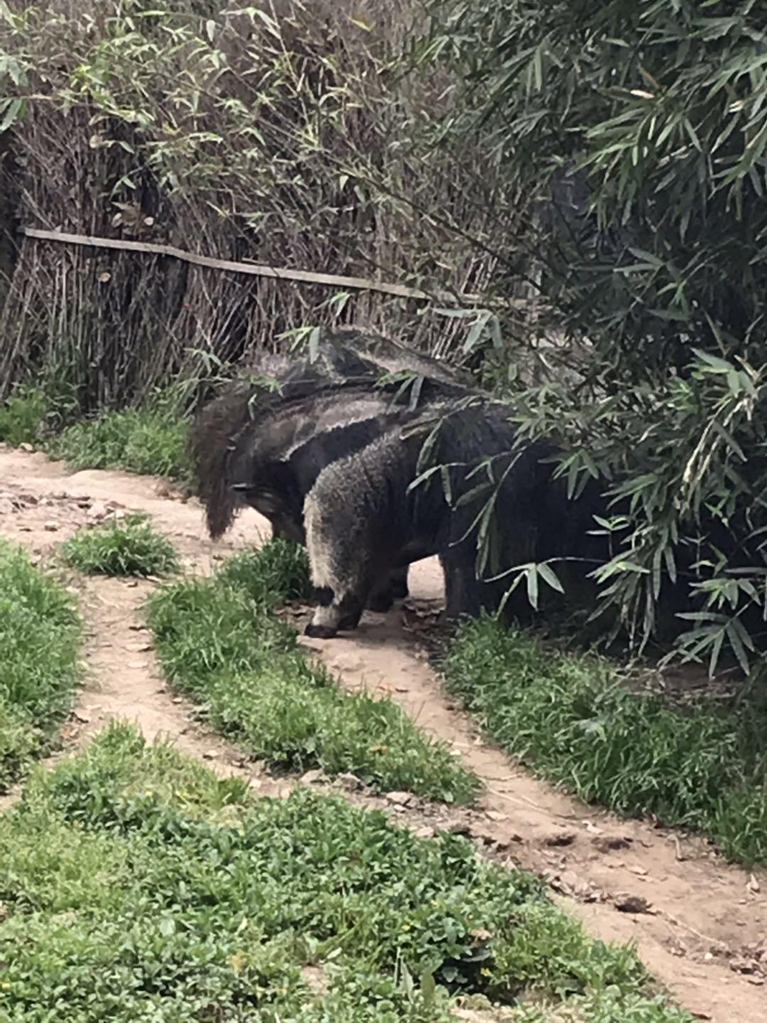 上海野生动物园太阳广场节目安排,上海野生动物园建议游玩时间